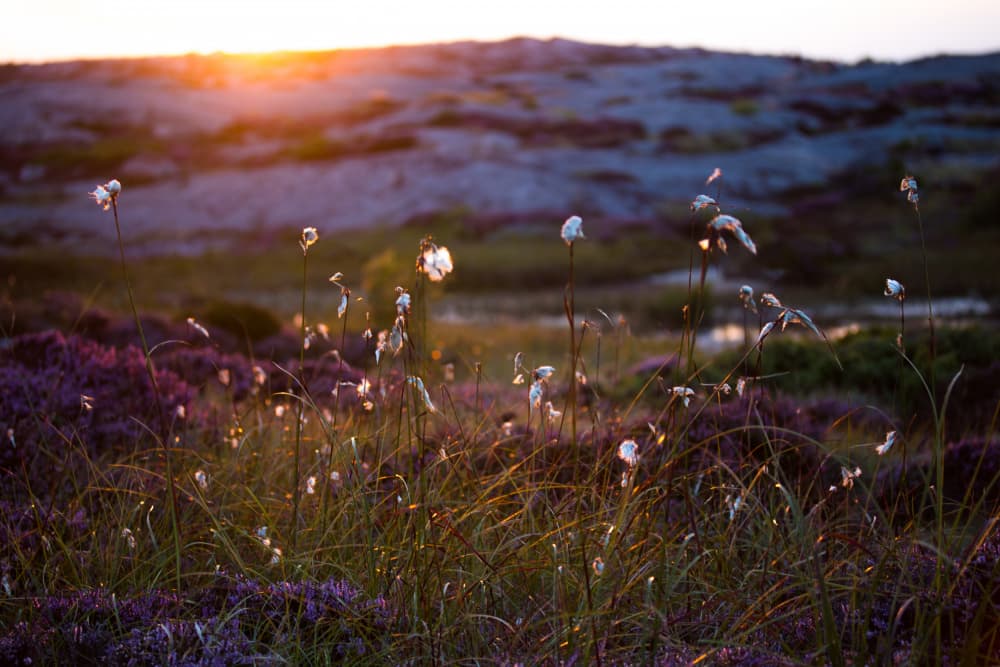 Cotton Grass Sunset Glow by EMELIEmaria — canvas wall art
