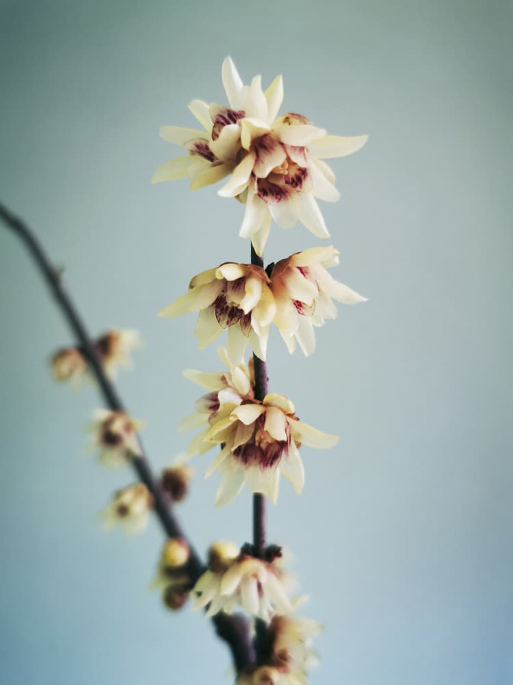 Delicate Winter Bloom by Angelo Cerantola — canvas wall art