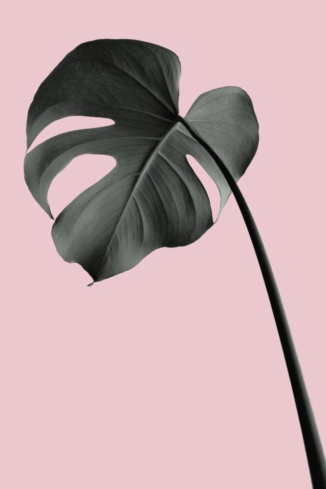 Elegant Pink Monstera by Pictufy Studio III — canvas wall art