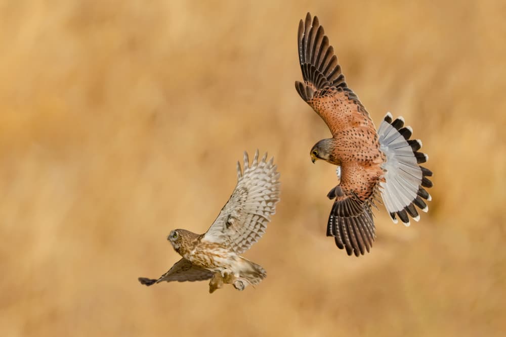 Kestrel and Owl Midair by David Manusevich — canvas wall art