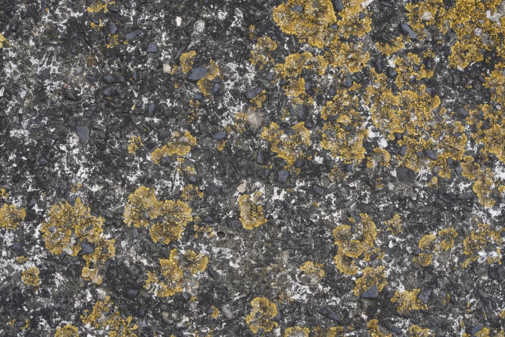 Yellow Lichen on Stone by Bilge Paksoylu — canvas wall art