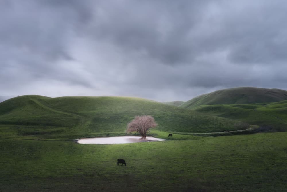 Rolling Hills Lone Tree by Rong Shu — canvas wall art