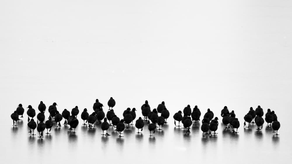 Black Birds On Ice by Yordan Vasilev — canvas wall art