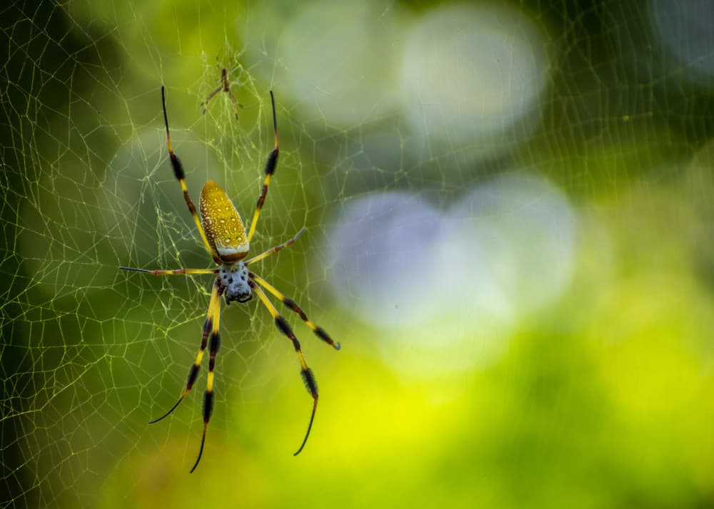 Golden Spider on Web by Marek Lapa — canvas wall art