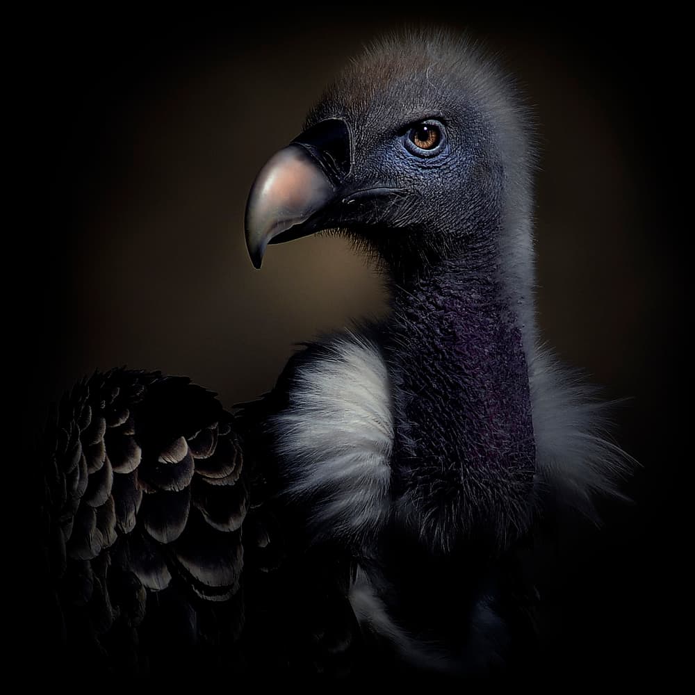 Intense Vulture Portrait by Antonio Grambone — canvas wall art