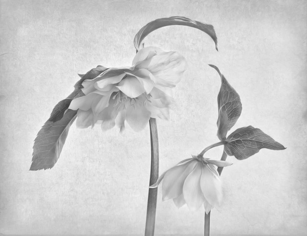 Delicate Hellebore Blooms by Penny Myles — canvas wall art