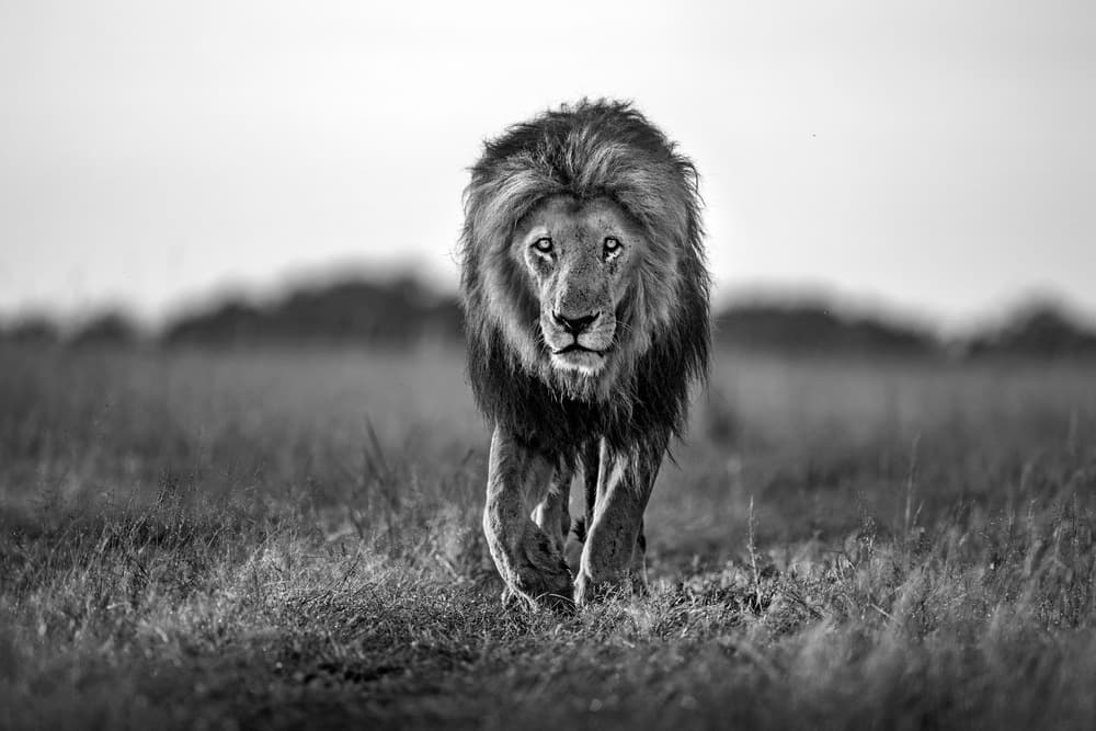Powerful Lion Gaze by Xavier Ortega — canvas wall art