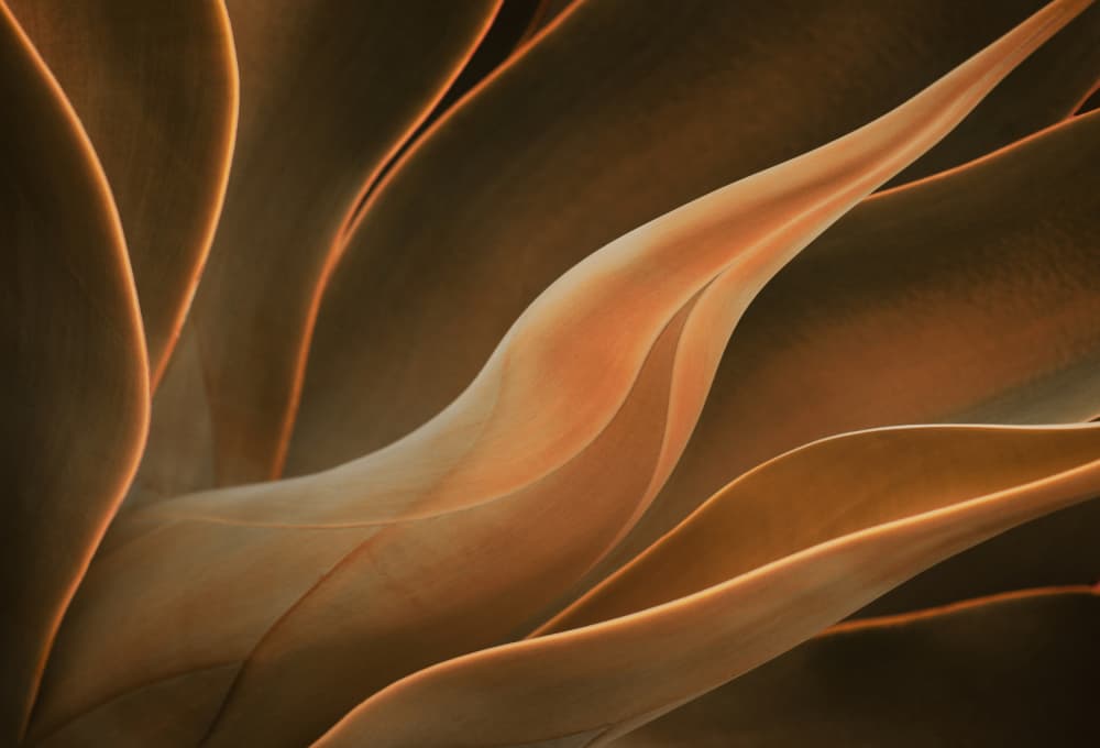 Warm Botanical Abstract by Robin Wechsler — canvas wall art