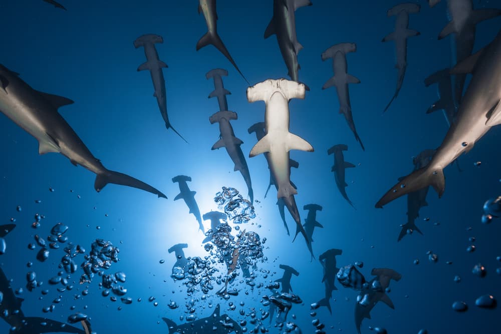 Hammerhead School Underwater by Barathieu Gabriel — canvas wall art