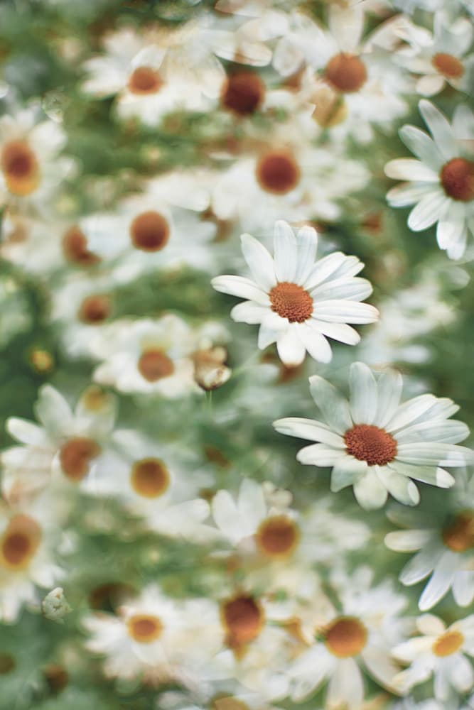 Soft Daisy Field by Christina Sillen — canvas wall art