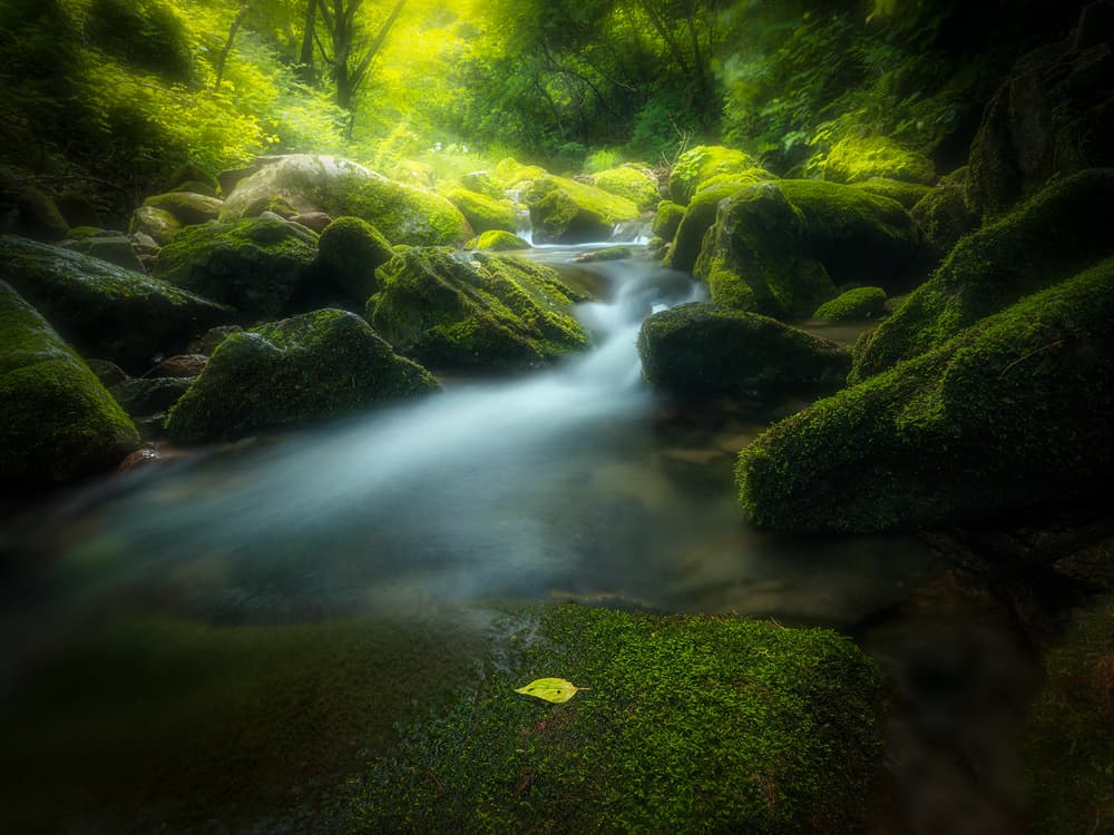 Mossy Forest Stream by Bingo Z — canvas wall art