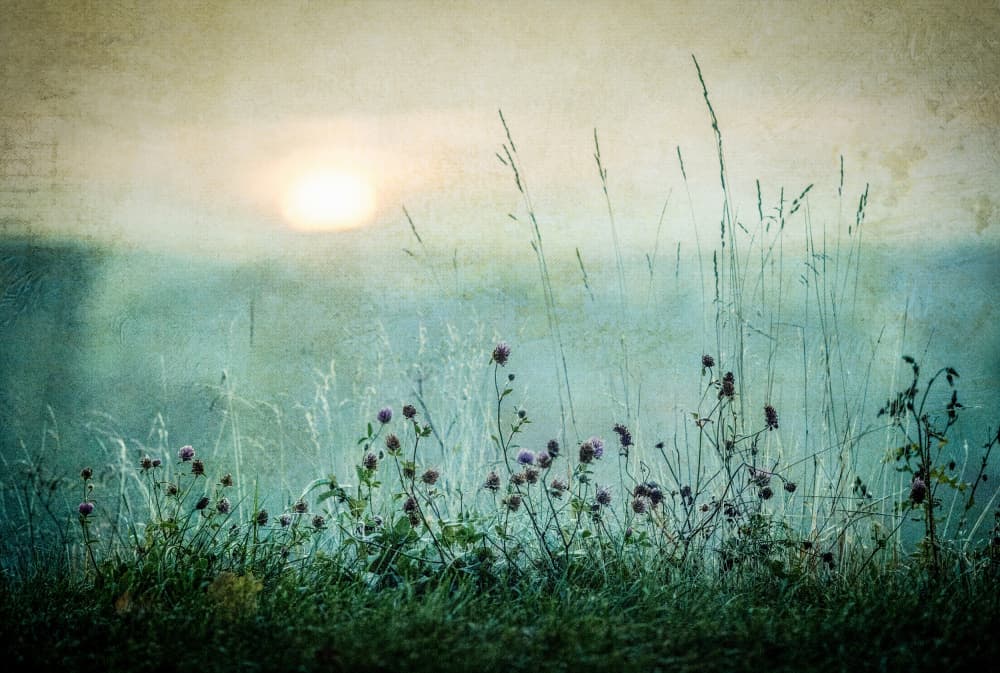 Misty Meadow Sunrise by Åsmund Kværnstrøm — canvas wall art
