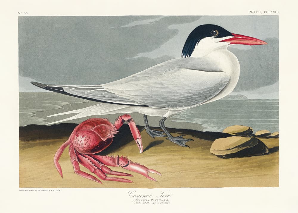 Cayenne Tern From Birds of America (1827) by John James Audubon — canvas wall art