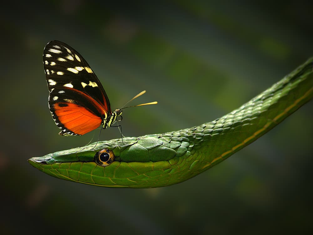 Delicate Jungle Encounter by Jimmy Hoffman — canvas wall art