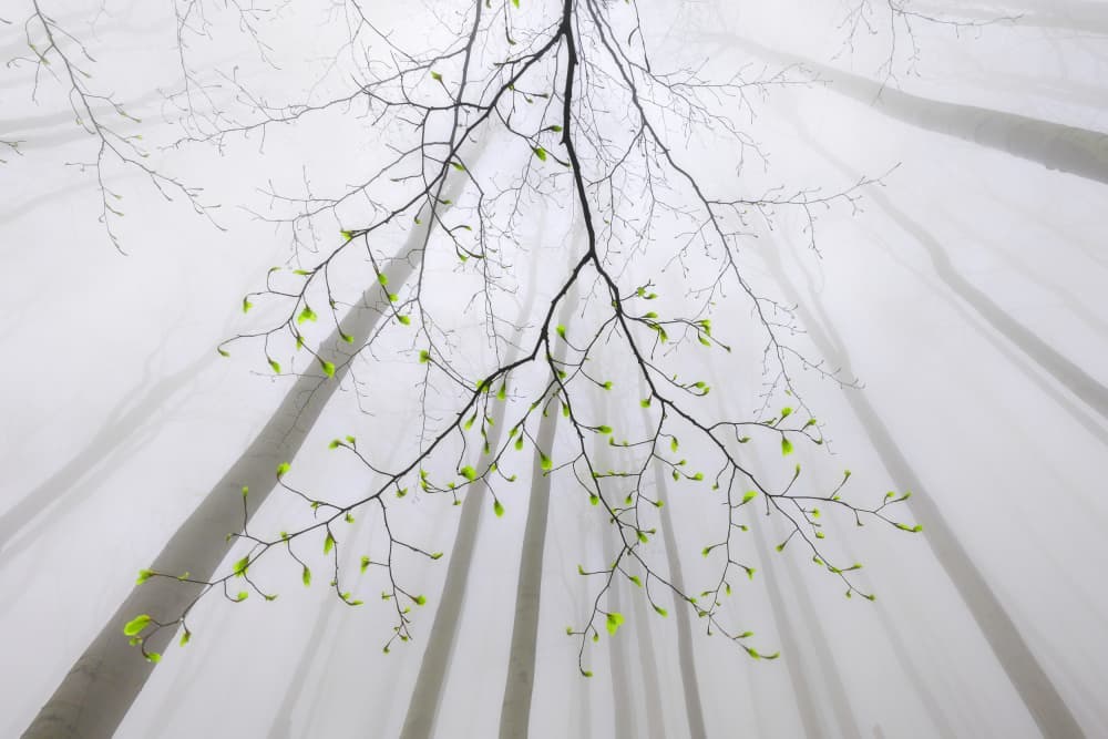 Fresh Spring Forest by Tom Pavlasek — canvas wall art