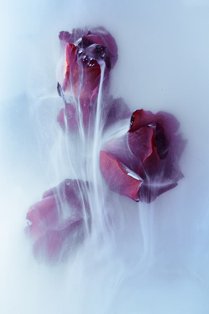 Dreamy Rose Milk by Franz Luxemburger — canvas wall art