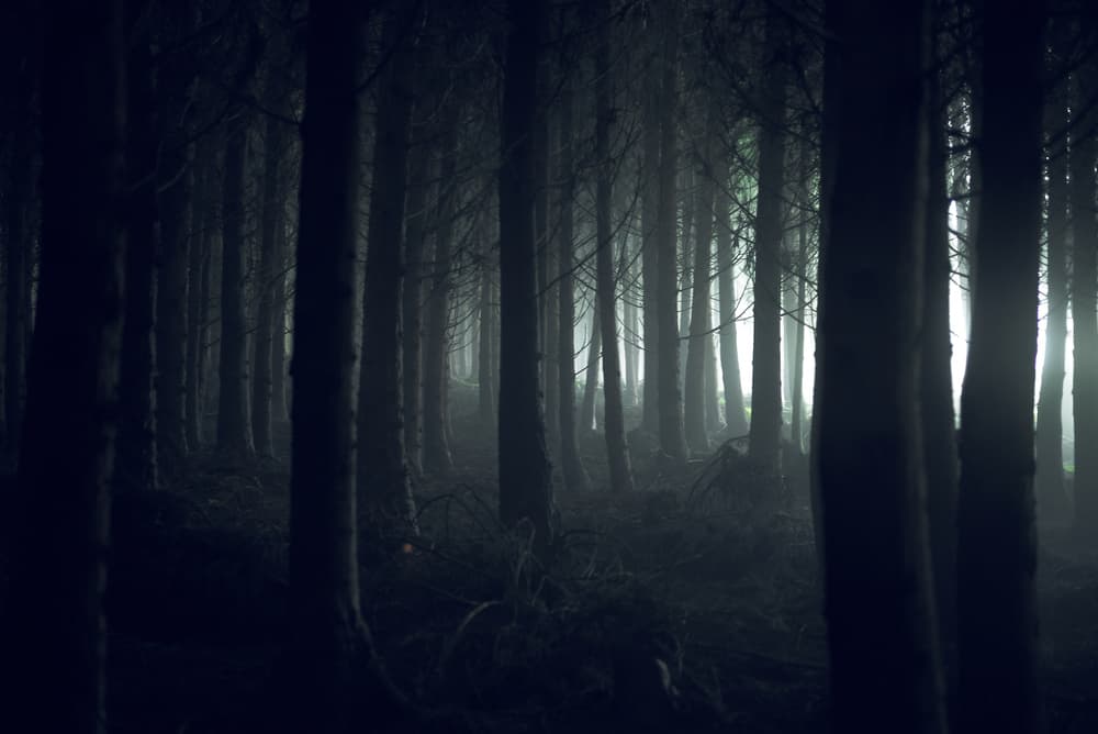Dark Misty Forest by Rui Caria — canvas wall art