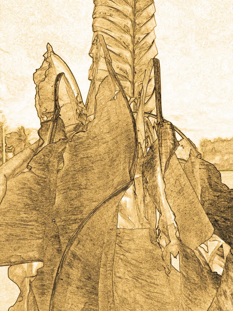 Sepia Leaf Sketch by Santhosh ch — canvas wall art
