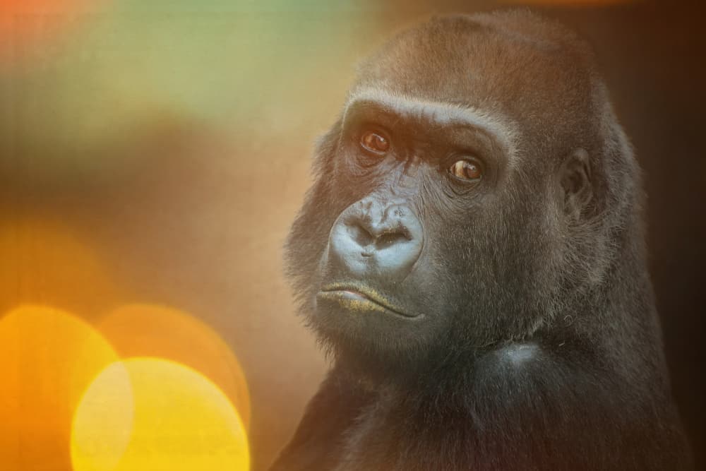 Thoughtful Gorilla Portrait by Antje Wenner-Braun — canvas wall art