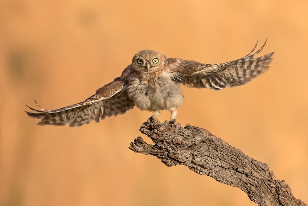 Owlet Spreads Its Wings by Amnon Eichelberg — canvas wall art