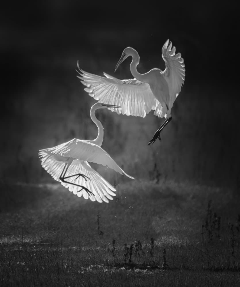 Dance Of Egrets by Joan Zhang — canvas wall art