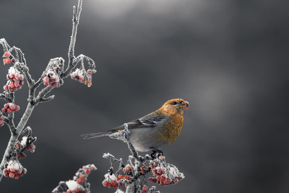 Orange Bird Winter Berries by Magnus Renmyr — canvas wall art