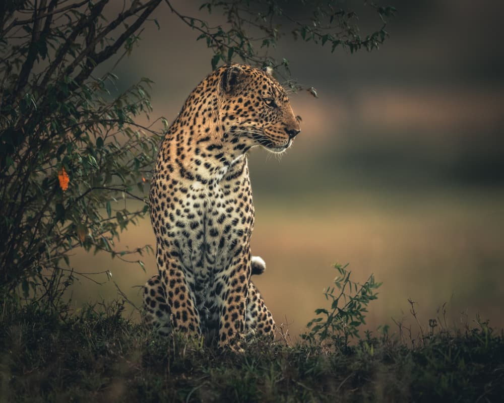 Watchful Leopard by Ahmed Sobhi — canvas wall art