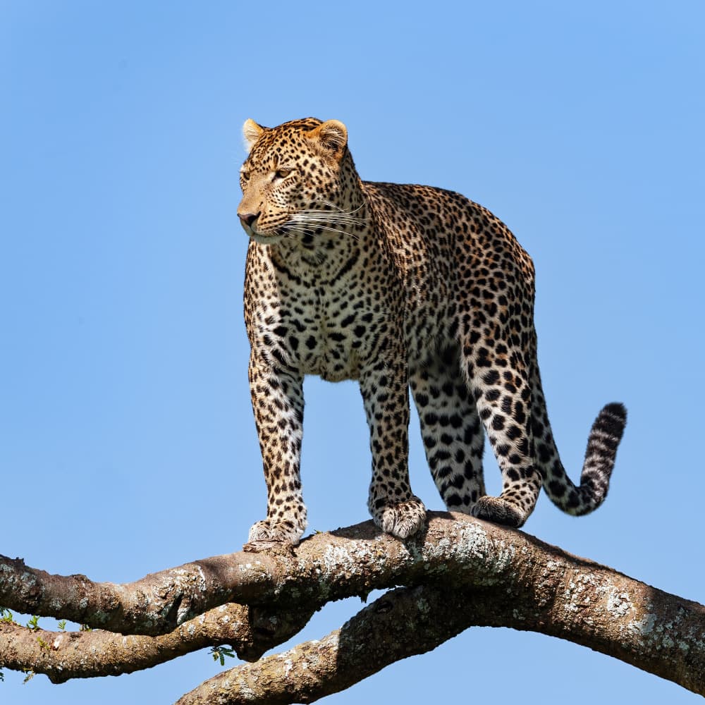 Majestic Leopard On Branch by Massimo Felici — canvas wall art