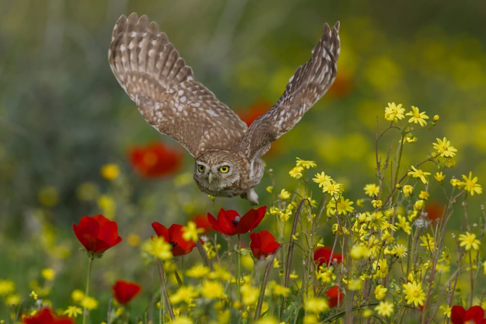 Owl Over Spring Flowers by David Manusevich — canvas wall art