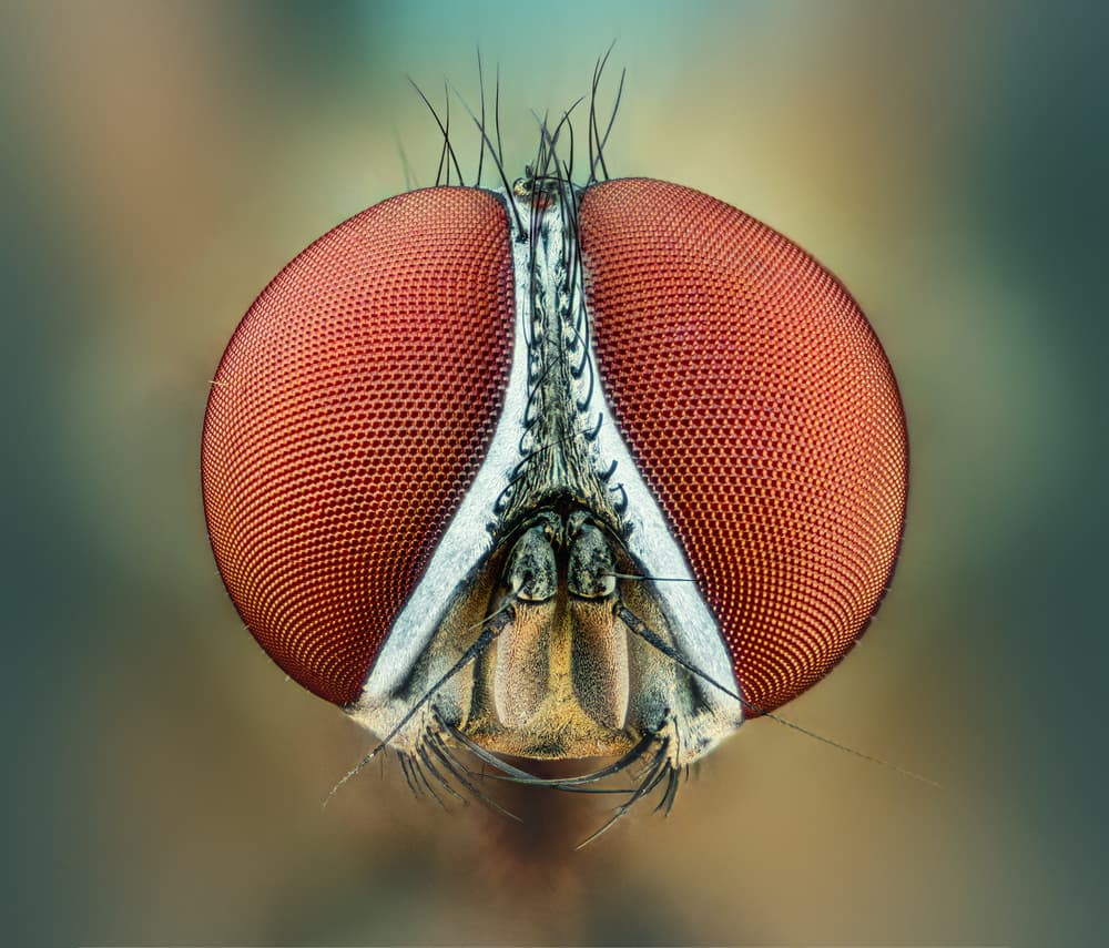 Fly's Red Eyes by Antoni Figueras — canvas wall art