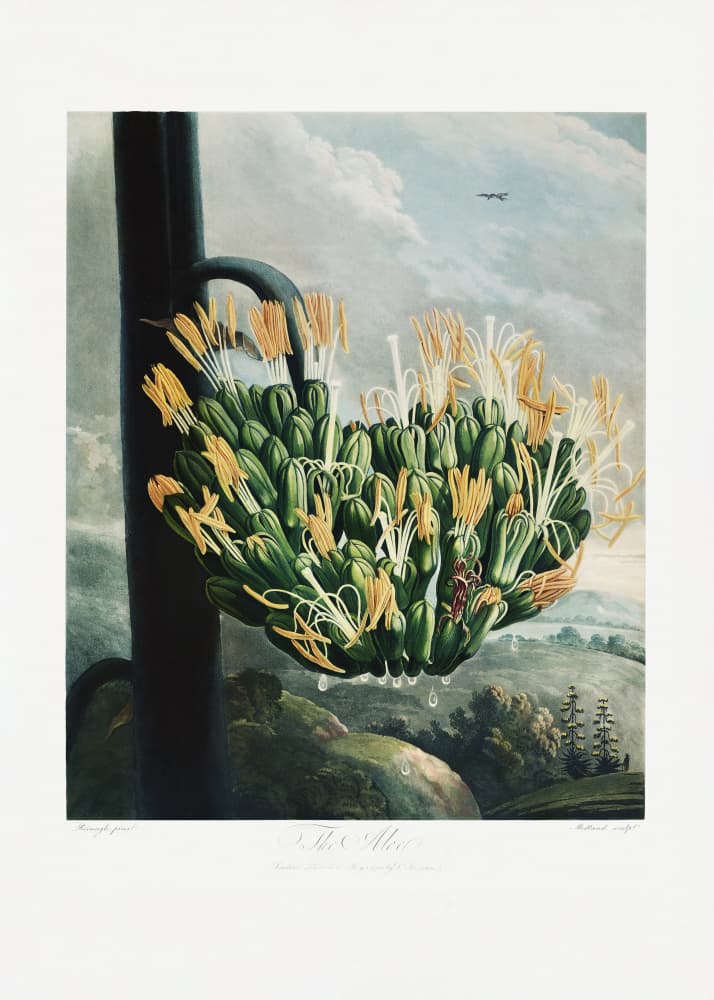 The Aloe from The Temple of Flora (1807) by Robert John Thornton — canvas wall art