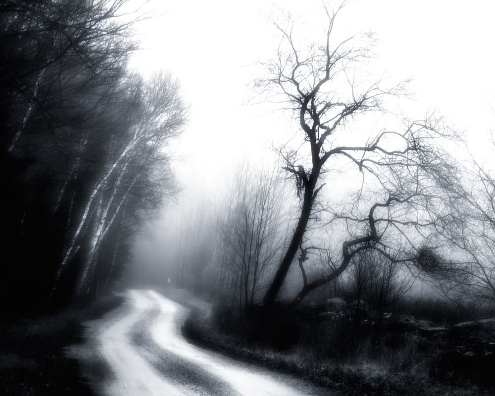 Misty Forest Path by David Rothstein — canvas wall art