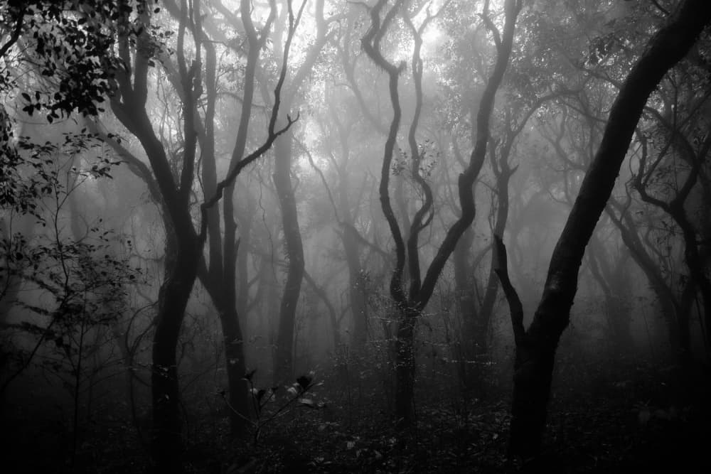 Misty Forest Mood by swapnil deshpande — canvas wall art