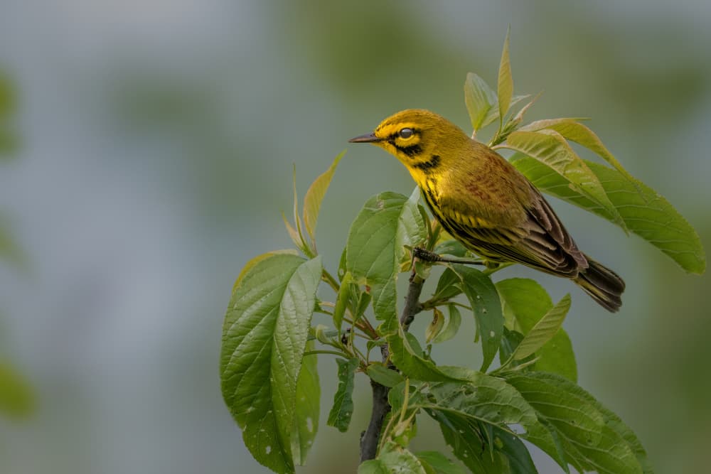 Yellow Warbler on Branch by Jacob (Jian) Xu — canvas wall art