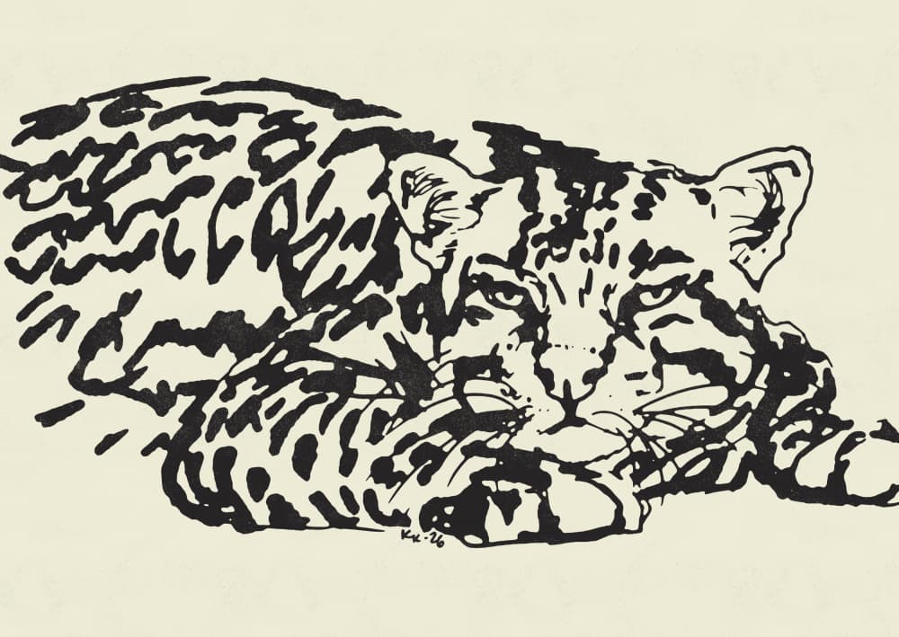 Resting Leopard Gaze by Katariina Kosunen — canvas wall art