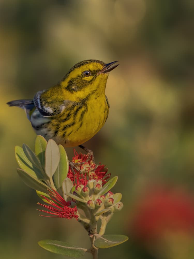 Vibrant Bird on Flower by Jacob (Jian) Xu — canvas wall art