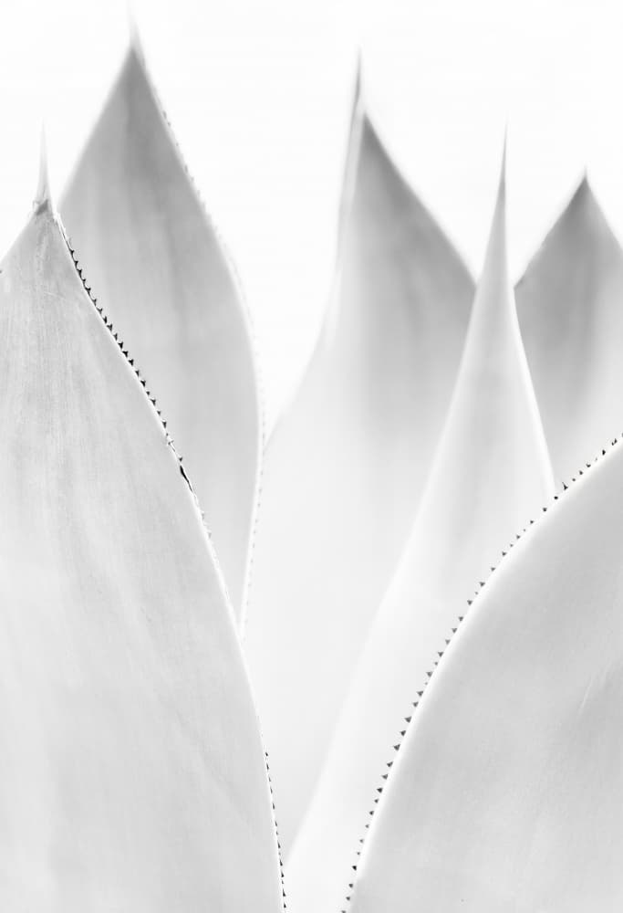 Elegant Agave Curves by NanZ — canvas wall art