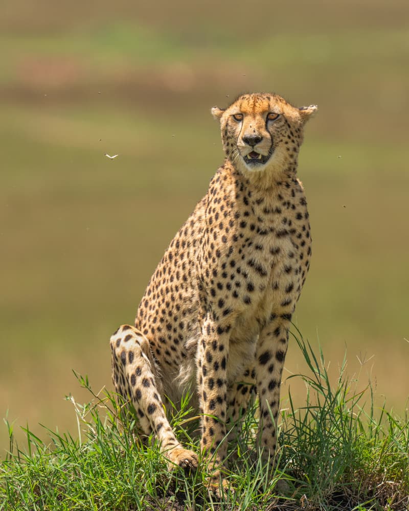 Majestic Savanna Cheetah by Yogesh Bhatia — canvas wall art