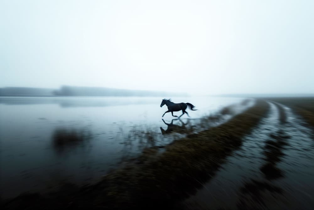 Running Horse in Mist by Hosam.Karara — canvas wall art