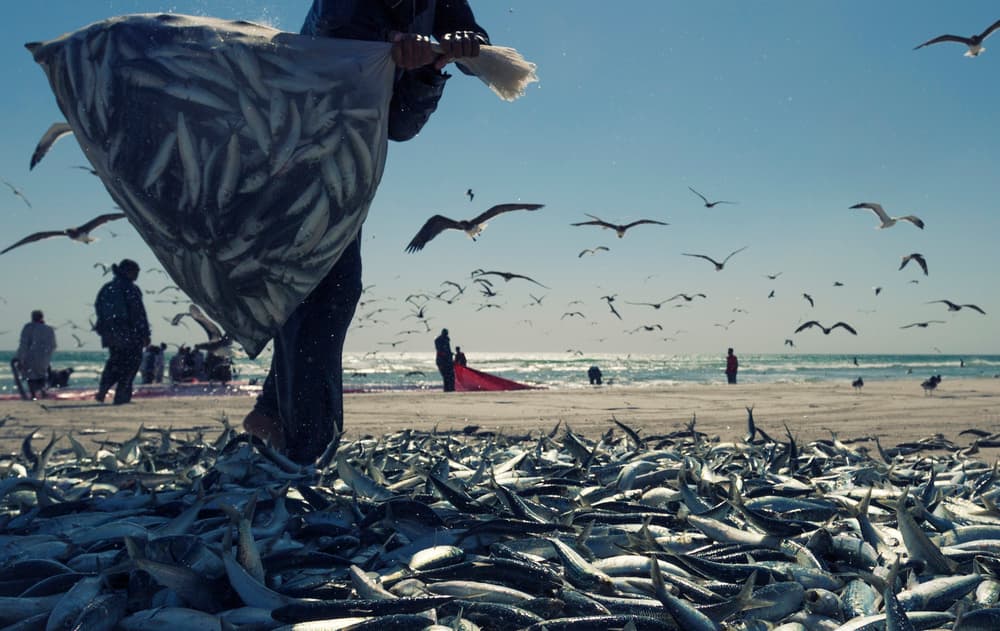 Abundant Beach Fishing by Haitham AL Farsi — canvas wall art