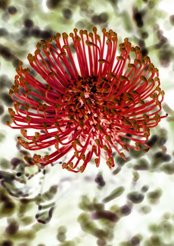 Radiant Blossom by Shot by Clint — canvas wall art