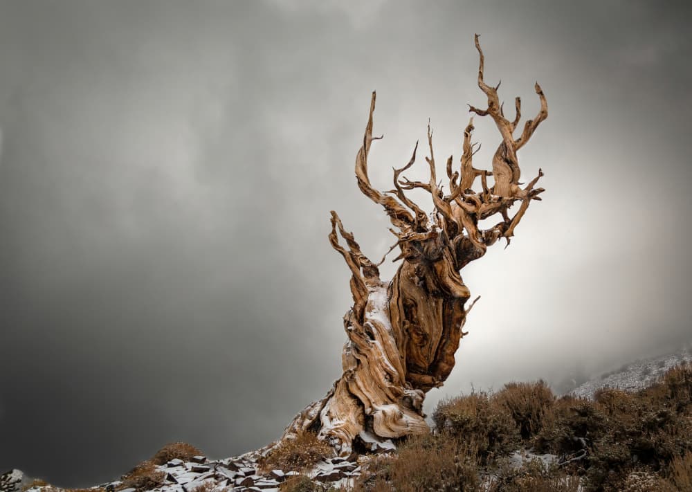 Ancient Tree Winter Storm by Jie Jin — canvas wall art