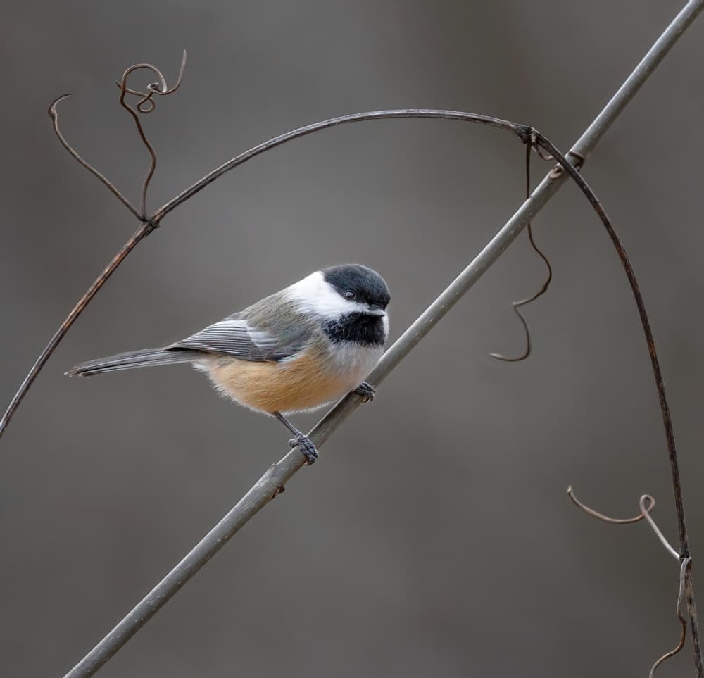 Black-capped Chickadee Perch by Molly Fu APA — canvas wall art