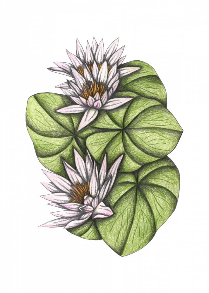 Pink Water Lilies by Cecilia Battaini — canvas wall art