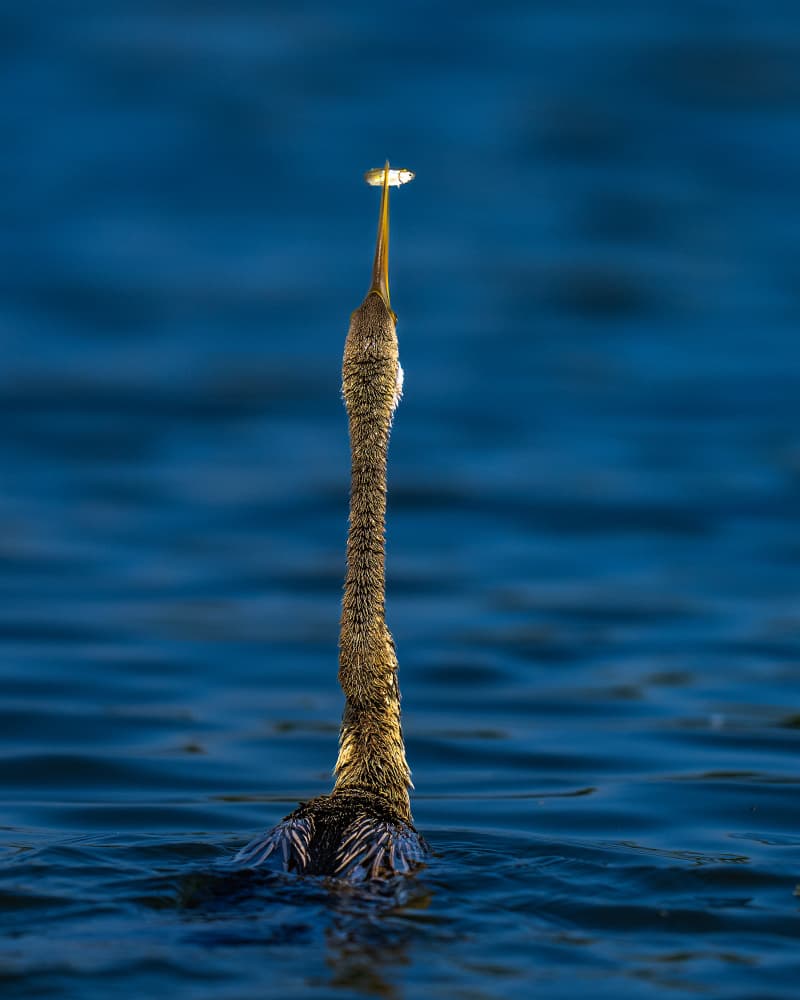 Sleek Darter Hunting by Yogesh Bhatia — canvas wall art
