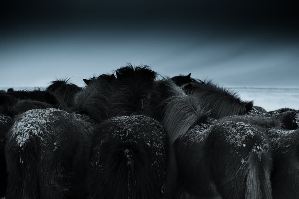 Icelandic Horses In Winter by Bingo Z — canvas wall art