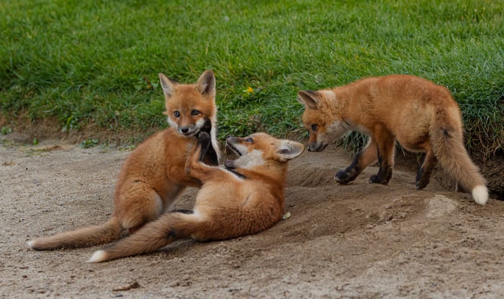 Playful Fox Kits by Johnson Huang — canvas wall art