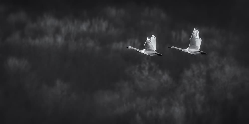 Swans In Dark Flight by Xiaobing Tian — canvas wall art