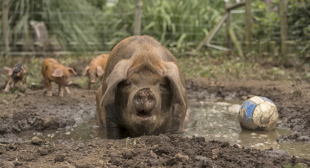 Playful Pigs Mud Puddle by Gert van den Bosch — canvas wall art