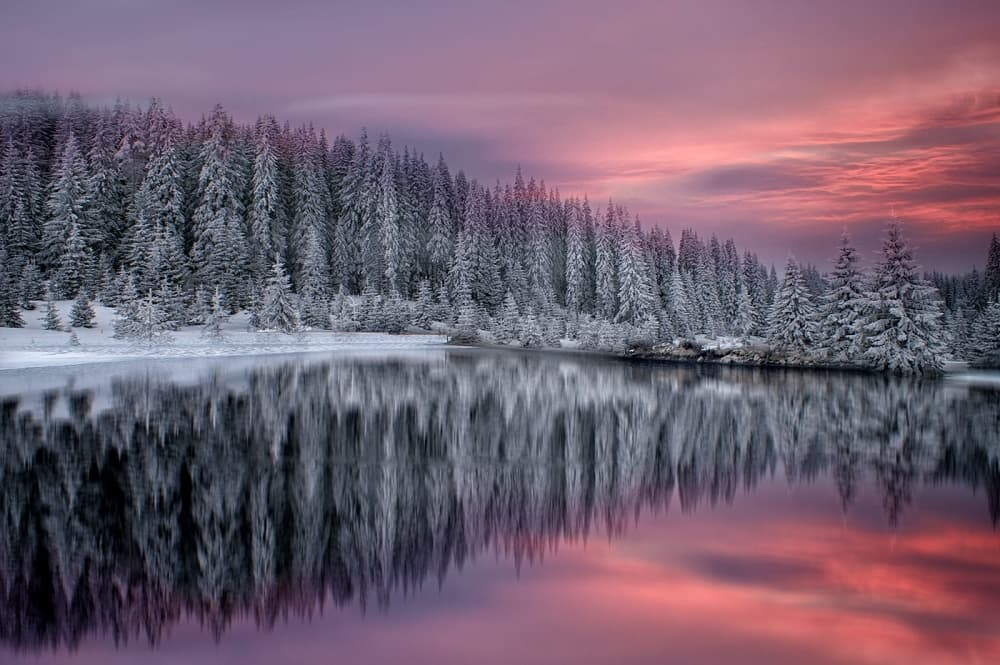Pink Winter Lake Reflection by Albena Markova — canvas wall art